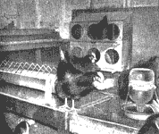 Get Farm-Fresh Eggs From Your Laying Hens